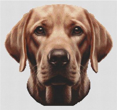 (image for) Fox Red Labrador Retriever
